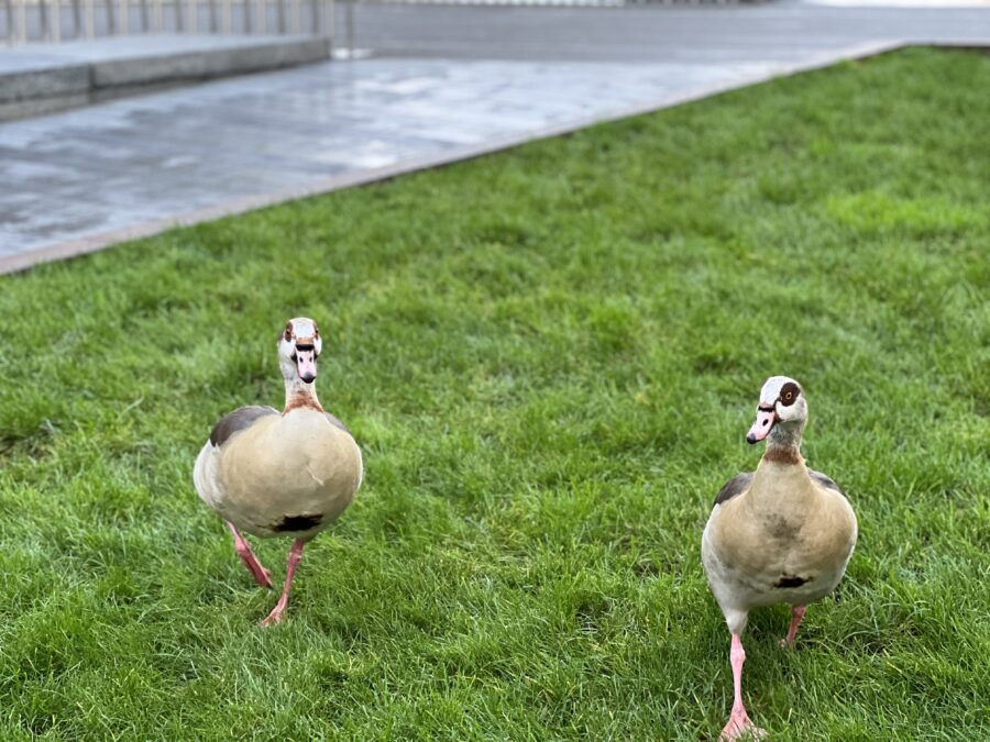 Egyptian geese at Merchant Square Paddington