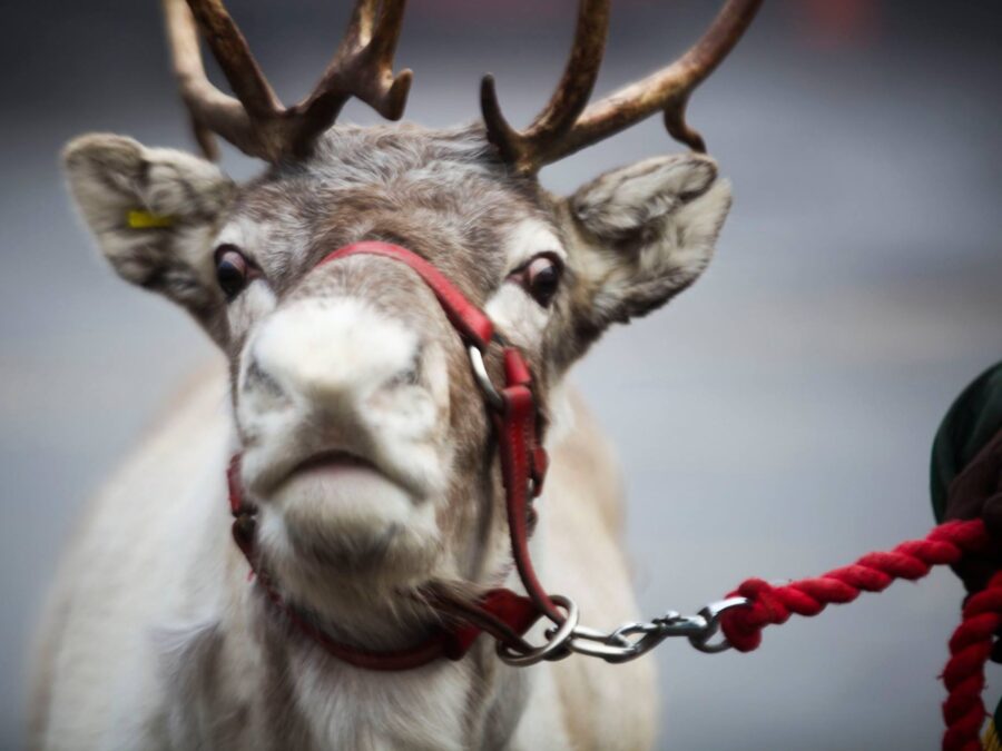 Festive Fun: Meet and Greet with Real Reindeer