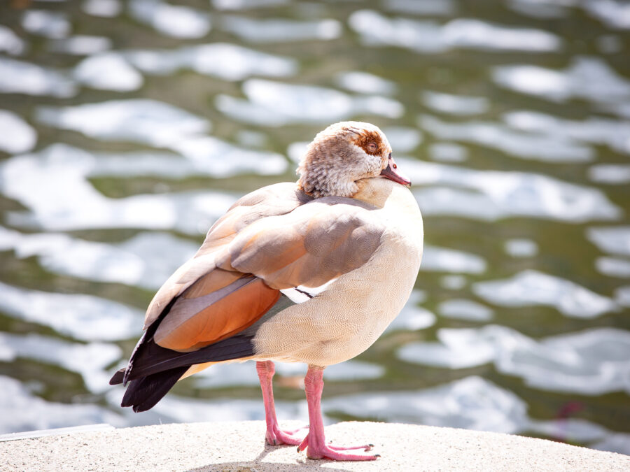 Wildlife at Merchant Square - Egyptian Goose